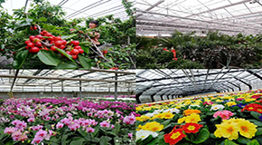 花卉苗木大棚供暖用空氣能熱泵，恒溫安全更經(jīng)濟