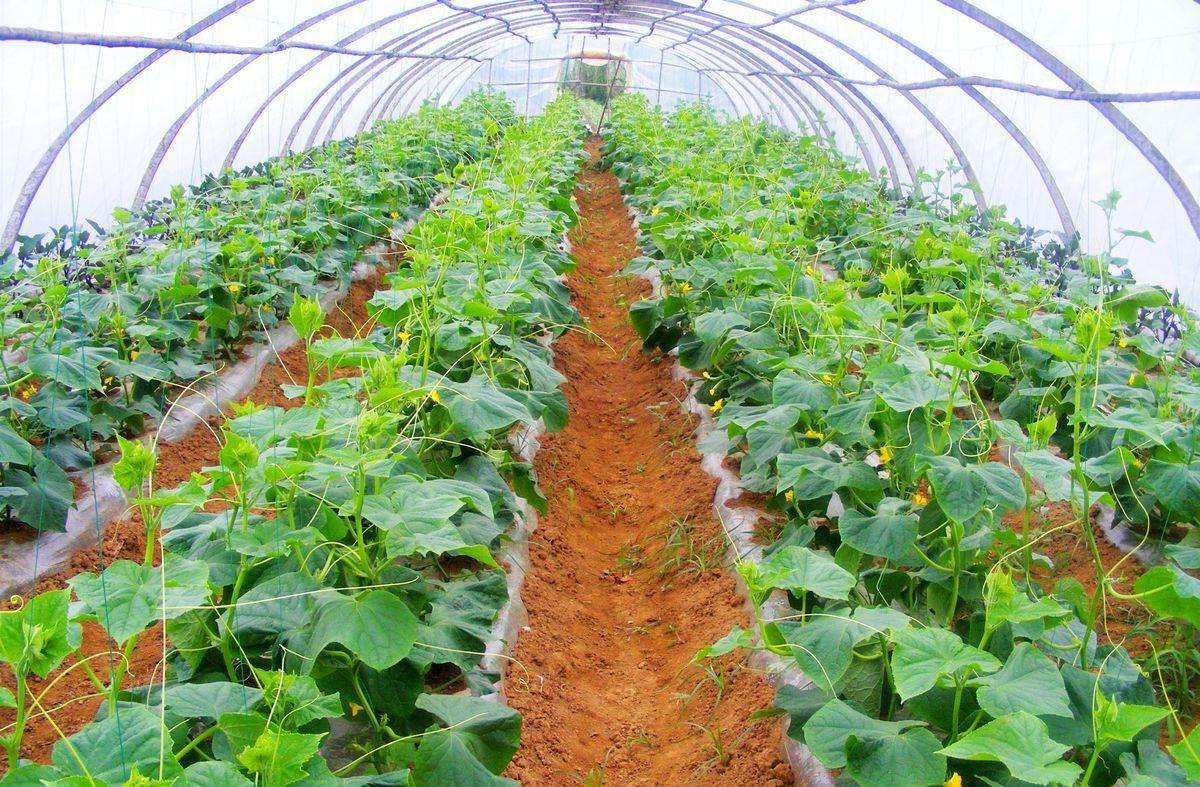 蔬菜大棚空氣能